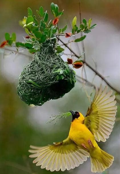 鳥來家裡築巢 風水 崇陽福元居